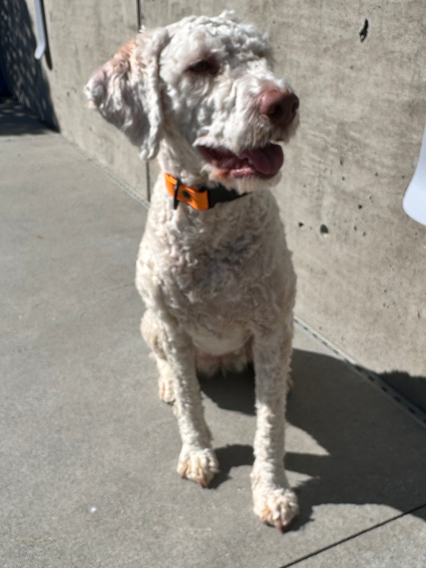 Quick Release Collar in Marigold
