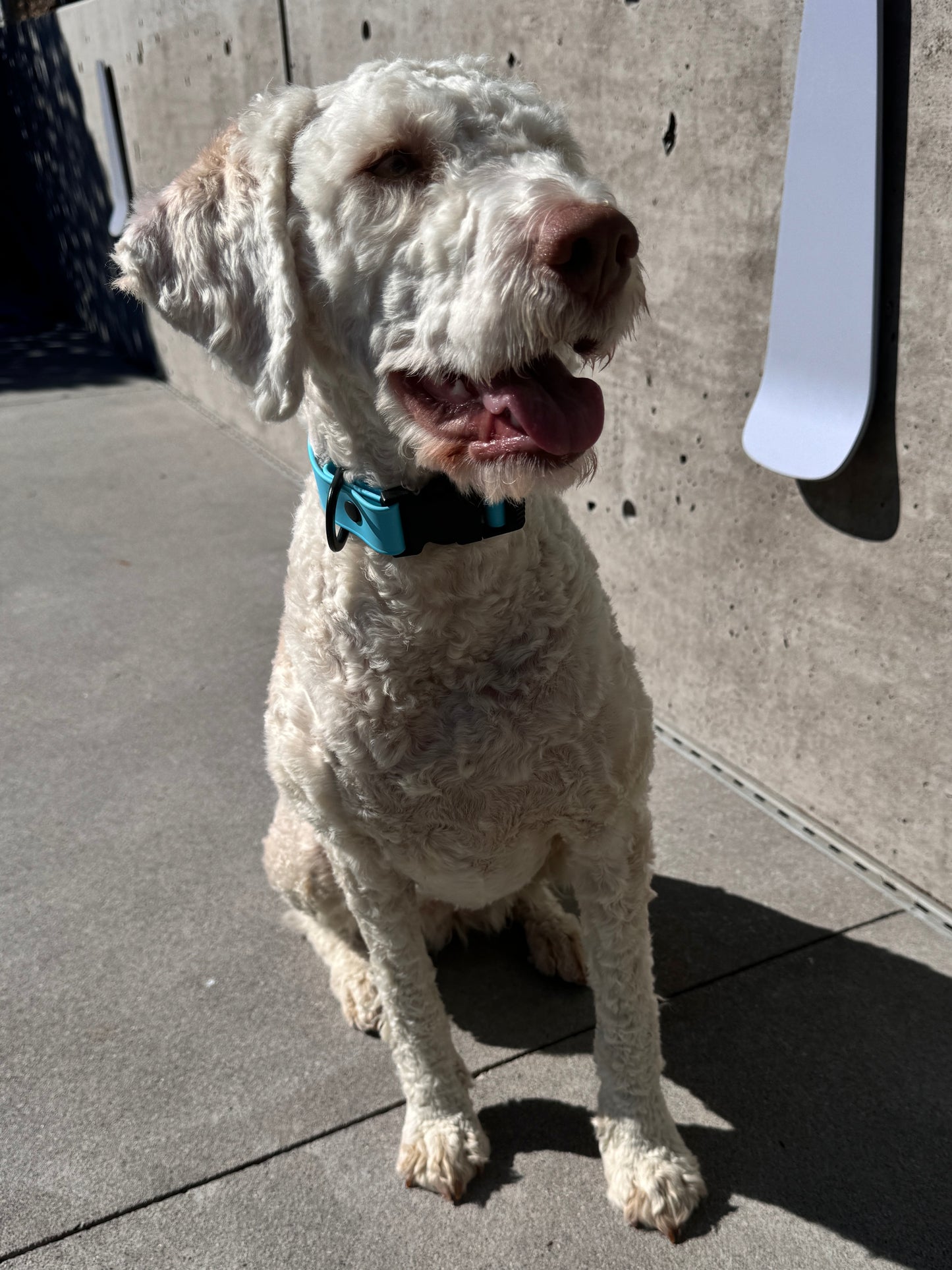 Quick Release Collar in Sky Blue