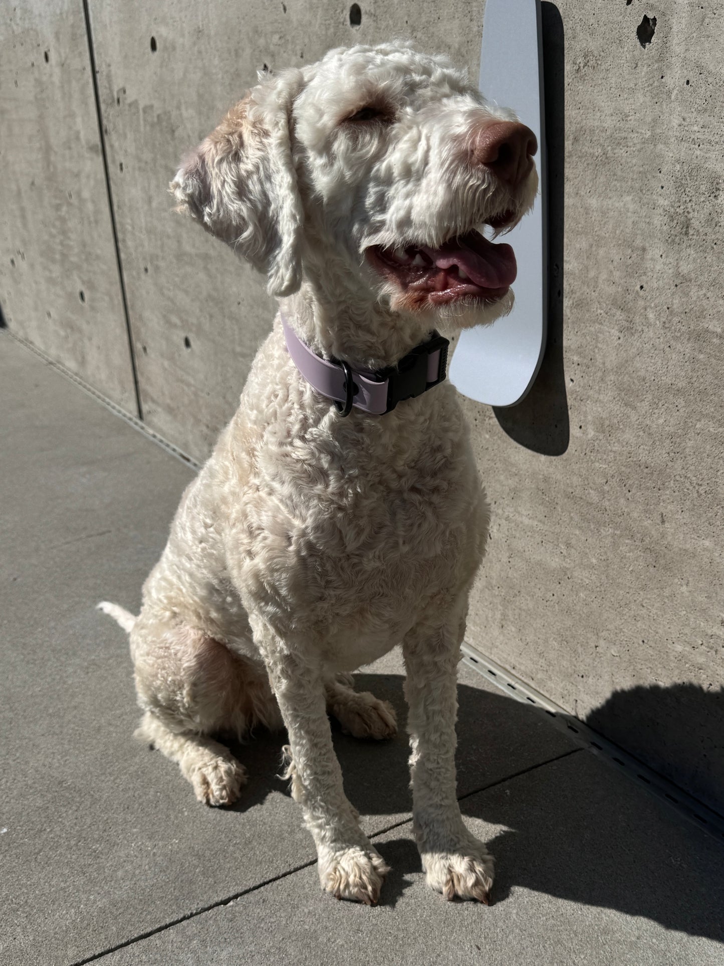 Quick Release Collar in Lavender