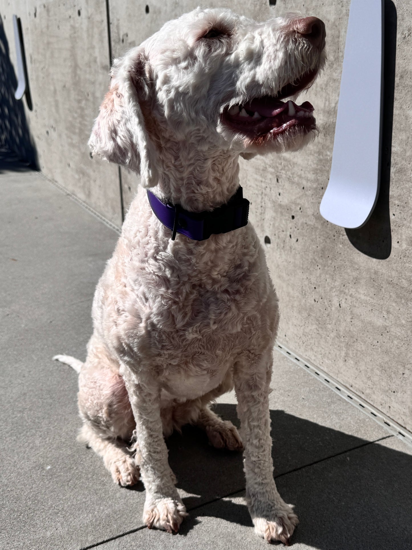 Quick Release Collar in Acai