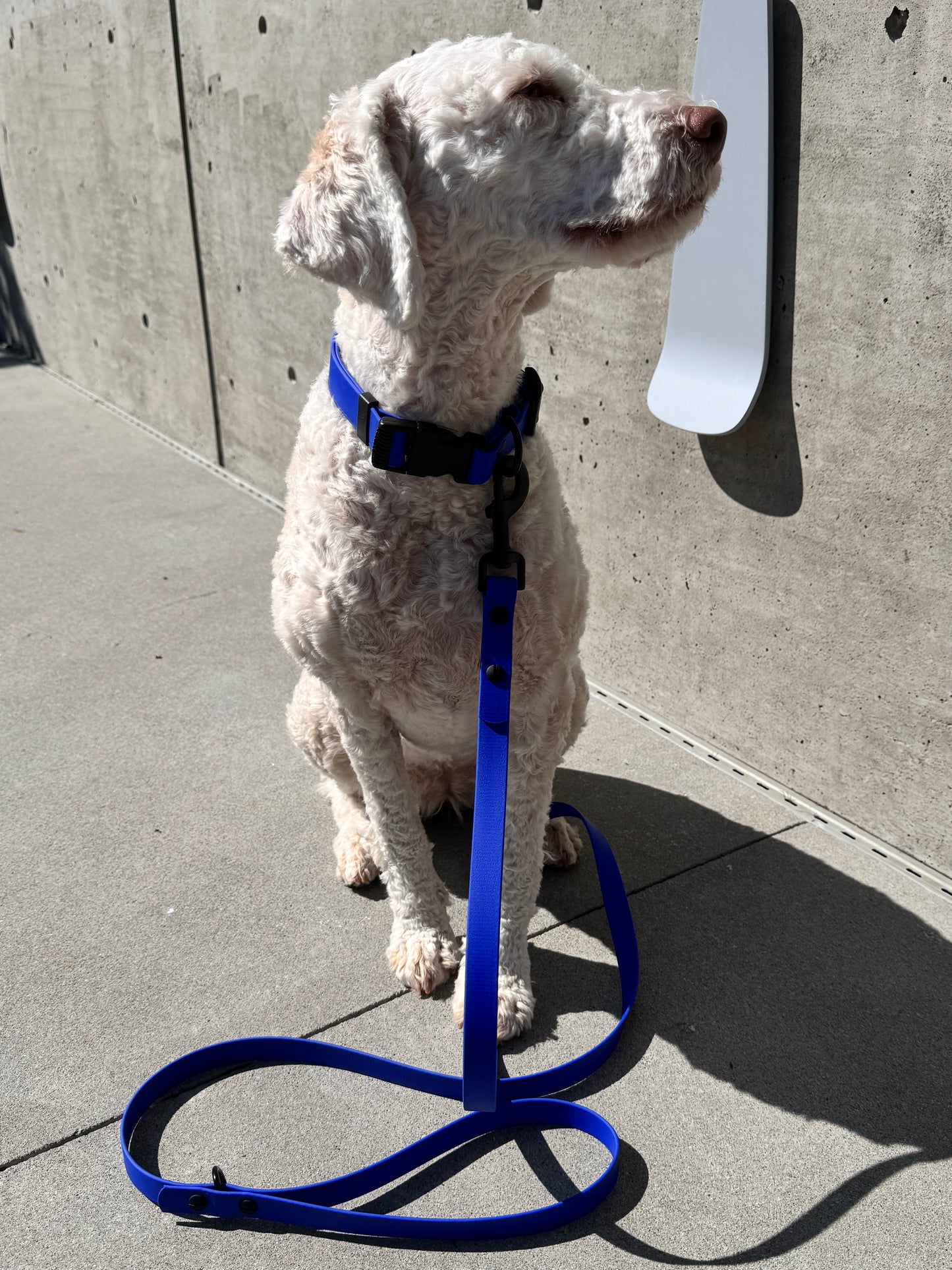 Quick Release Collar in Azure