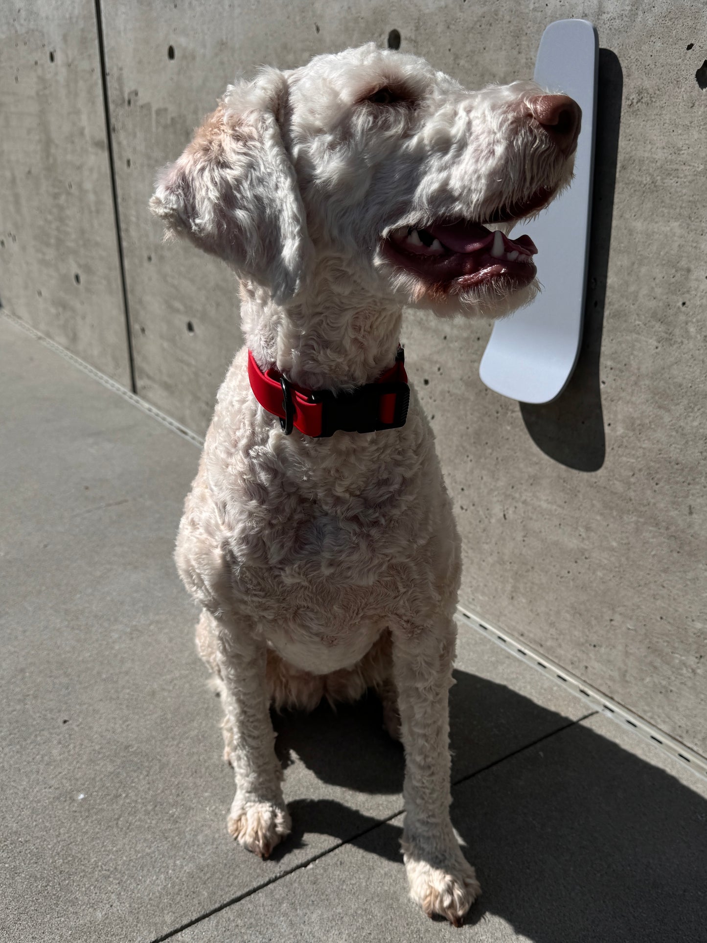 Quick Release Collar in Ruby