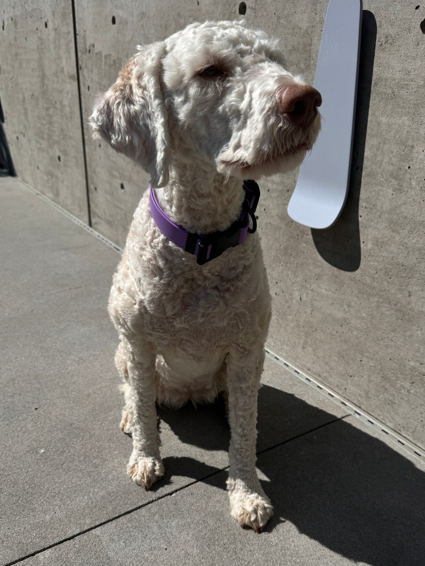 Quick Release Collar in Grape Soda