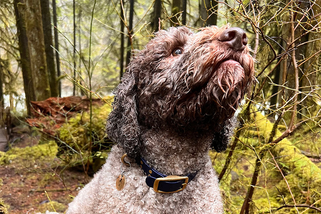 The Ultimate Guide to Waterproof Dog Collars: Durability Meets Style